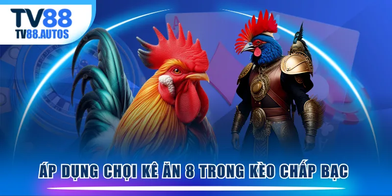 Áp dụng chọi kê ăn 8 trong kèo chấp bạc 
