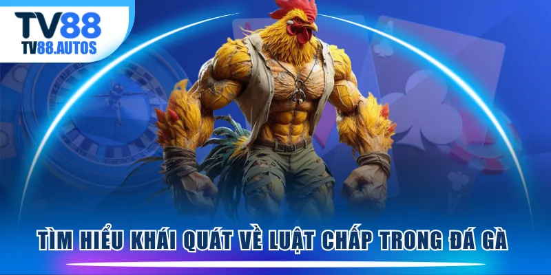 Tìm hiểu khái quát về luật chấp trong đá gà