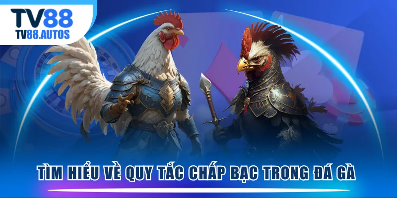 Tìm hiểu về quy tắc chấp bạc trong đá gà